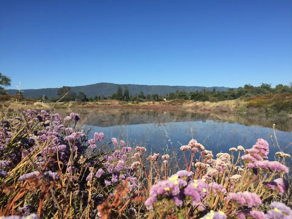 Los Gatos Creek County Park lake near the Netflix offices